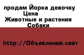 продам Йорка девочку. › Цена ­ 5 000 -  Животные и растения » Собаки   